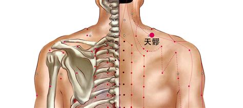 天谷穴|人体穴位图